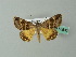  ( - BC ZSM Lep 55830)  @12 [ ] CreativeCommons - Attribution Non-Commercial Share-Alike (2012) Axel Hausmann/Bavarian State Collection of Zoology (ZSM) SNSB, Zoologische Staatssammlung Muenchen
