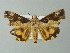  ( - BC ZSM Lep 55848)  @13 [ ] CreativeCommons - Attribution Non-Commercial Share-Alike (2012) Axel Hausmann/Bavarian State Collection of Zoology (ZSM) SNSB, Zoologische Staatssammlung Muenchen