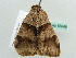  ( - BC ZSM Lep 55849)  @13 [ ] CreativeCommons - Attribution Non-Commercial Share-Alike (2012) Axel Hausmann/Bavarian State Collection of Zoology (ZSM) SNSB, Zoologische Staatssammlung Muenchen