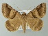  ( - BC ZSM Lep 55849)  @15 [ ] CreativeCommons - Attribution Non-Commercial Share-Alike (2012) Axel Hausmann/Bavarian State Collection of Zoology (ZSM) SNSB, Zoologische Staatssammlung Muenchen