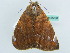  ( - BC ZSM Lep 55857)  @12 [ ] CreativeCommons - Attribution Non-Commercial Share-Alike (2012) Axel Hausmann/Bavarian State Collection of Zoology (ZSM) SNSB, Zoologische Staatssammlung Muenchen