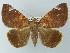 ( - BC ZSM Lep 55857)  @13 [ ] CreativeCommons - Attribution Non-Commercial Share-Alike (2012) Axel Hausmann/Bavarian State Collection of Zoology (ZSM) SNSB, Zoologische Staatssammlung Muenchen