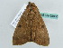  ( - BC ZSM Lep 55860)  @13 [ ] CreativeCommons - Attribution Non-Commercial Share-Alike (2012) Axel Hausmann/Bavarian State Collection of Zoology (ZSM) SNSB, Zoologische Staatssammlung Muenchen