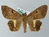  ( - BC ZSM Lep 55860)  @15 [ ] CreativeCommons - Attribution Non-Commercial Share-Alike (2012) Axel Hausmann/Bavarian State Collection of Zoology (ZSM) SNSB, Zoologische Staatssammlung Muenchen