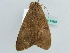  ( - BC ZSM Lep 55861)  @13 [ ] CreativeCommons - Attribution Non-Commercial Share-Alike (2012) Axel Hausmann/Bavarian State Collection of Zoology (ZSM) SNSB, Zoologische Staatssammlung Muenchen