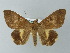  ( - BC ZSM Lep 55861)  @15 [ ] CreativeCommons - Attribution Non-Commercial Share-Alike (2012) Axel Hausmann/Bavarian State Collection of Zoology (ZSM) SNSB, Zoologische Staatssammlung Muenchen