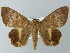  ( - BC ZSM Lep 55864)  @14 [ ] CreativeCommons - Attribution Non-Commercial Share-Alike (2012) Axel Hausmann/Bavarian State Collection of Zoology (ZSM) SNSB, Zoologische Staatssammlung Muenchen