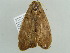  ( - BC ZSM Lep 55884)  @13 [ ] CreativeCommons - Attribution Non-Commercial Share-Alike (2012) Axel Hausmann/Bavarian State Collection of Zoology (ZSM) SNSB, Zoologische Staatssammlung Muenchen