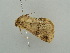  ( - BC ZSM Lep 55949)  @13 [ ] CreativeCommons - Attribution Non-Commercial Share-Alike (2012) Axel Hausmann/Bavarian State Collection of Zoology (ZSM) SNSB, Zoologische Staatssammlung Muenchen