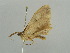  ( - BC ZSM Lep 55978)  @12 [ ] CreativeCommons - Attribution Non-Commercial Share-Alike (2012) Axel Hausmann/Bavarian State Collection of Zoology (ZSM) SNSB, Zoologische Staatssammlung Muenchen