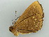  ( - BC ZSM Lep 55984)  @12 [ ] CreativeCommons - Attribution Non-Commercial Share-Alike (2012) Axel Hausmann/Bavarian State Collection of Zoology (ZSM) SNSB, Zoologische Staatssammlung Muenchen