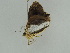  ( - BC ZSM Lep 56497)  @12 [ ] CreativeCommons - Attribution Non-Commercial Share-Alike (2012) Axel Hausmann/Bavarian State Collection of Zoology (ZSM) SNSB, Zoologische Staatssammlung Muenchen