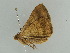  ( - BC ZSM Lep 56501)  @13 [ ] CreativeCommons - Attribution Non-Commercial Share-Alike (2012) Axel Hausmann/Bavarian State Collection of Zoology (ZSM) SNSB, Zoologische Staatssammlung Muenchen