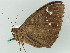  ( - BC ZSM Lep 56530)  @12 [ ] CreativeCommons - Attribution Non-Commercial Share-Alike (2012) Axel Hausmann/Bavarian State Collection of Zoology (ZSM) SNSB, Zoologische Staatssammlung Muenchen