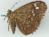  ( - BC ZSM Lep 56531)  @12 [ ] CreativeCommons - Attribution Non-Commercial Share-Alike (2012) Axel Hausmann/Bavarian State Collection of Zoology (ZSM) SNSB, Zoologische Staatssammlung Muenchen