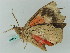  ( - BC ZSM Lep 56534)  @12 [ ] CreativeCommons - Attribution Non-Commercial Share-Alike (2012) Axel Hausmann/Bavarian State Collection of Zoology (ZSM) SNSB, Zoologische Staatssammlung Muenchen