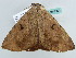  ( - BC ZSM Lep 56541)  @13 [ ] CreativeCommons - Attribution Non-Commercial Share-Alike (2012) Axel Hausmann/Bavarian State Collection of Zoology (ZSM) SNSB, Zoologische Staatssammlung Muenchen
