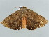  ( - BC ZSM Lep 56542)  @14 [ ] CreativeCommons - Attribution Non-Commercial Share-Alike (2012) Axel Hausmann/Bavarian State Collection of Zoology (ZSM) SNSB, Zoologische Staatssammlung Muenchen
