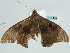  ( - BC ZSM Lep 56545)  @13 [ ] CreativeCommons - Attribution Non-Commercial Share-Alike (2012) Axel Hausmann/Bavarian State Collection of Zoology (ZSM) SNSB, Zoologische Staatssammlung Muenchen