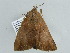  (Achaea sp. 3 - BC ZSM Lep 56565)  @14 [ ] CreativeCommons - Attribution Non-Commercial Share-Alike (2012) Axel Hausmann/Bavarian State Collection of Zoology (ZSM) SNSB, Zoologische Staatssammlung Muenchen