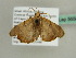 ( - BC ZSM Lep 56566)  @12 [ ] CreativeCommons - Attribution Non-Commercial Share-Alike (2012) Axel Hausmann/Bavarian State Collection of Zoology (ZSM) SNSB, Zoologische Staatssammlung Muenchen
