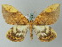  (Gandaritis AH01Ch - BC ZSM Lep 57242)  @14 [ ] CreativeCommons - Attribution Non-Commercial Share-Alike (2012) Axel Hausmann/Bavarian State Collection of Zoology (ZSM) SNSB, Zoologische Staatssammlung Muenchen