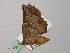  ( - BC ZSM Lep 57245)  @12 [ ] CreativeCommons - Attribution Non-Commercial Share-Alike (2012) Axel Hausmann/Bavarian State Collection of Zoology (ZSM) SNSB, Zoologische Staatssammlung Muenchen