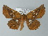  ( - BC ZSM Lep 57245)  @13 [ ] CreativeCommons - Attribution Non-Commercial Share-Alike (2012) Axel Hausmann/Bavarian State Collection of Zoology (ZSM) SNSB, Zoologische Staatssammlung Muenchen