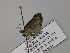  ( - BC ZSM Lep 57257)  @12 [ ] CreativeCommons - Attribution Non-Commercial Share-Alike (2012) Axel Hausmann/Bavarian State Collection of Zoology (ZSM) SNSB, Zoologische Staatssammlung Muenchen