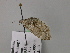  ( - BC ZSM Lep 57262)  @12 [ ] CreativeCommons - Attribution Non-Commercial Share-Alike (2012) Axel Hausmann/Bavarian State Collection of Zoology (ZSM) SNSB, Zoologische Staatssammlung Muenchen