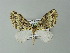  (Trichopterigia AH02Ch - BC ZSM Lep 57263)  @13 [ ] CreativeCommons - Attribution Non-Commercial Share-Alike (2012) Axel Hausmann/Bavarian State Collection of Zoology (ZSM) SNSB, Zoologische Staatssammlung Muenchen