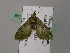  ( - BC ZSM Lep 57265)  @13 [ ] CreativeCommons - Attribution Non-Commercial Share-Alike (2012) Axel Hausmann/Bavarian State Collection of Zoology (ZSM) SNSB, Zoologische Staatssammlung Muenchen