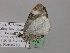  ( - BC ZSM Lep 57274)  @13 [ ] CreativeCommons - Attribution Non-Commercial Share-Alike (2012) Axel Hausmann/Bavarian State Collection of Zoology (ZSM) SNSB, Zoologische Staatssammlung Muenchen