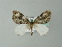  ( - BC ZSM Lep 57274)  @14 [ ] CreativeCommons - Attribution Non-Commercial Share-Alike (2012) Axel Hausmann/Bavarian State Collection of Zoology (ZSM) SNSB, Zoologische Staatssammlung Muenchen