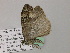  ( - BC ZSM Lep 57275)  @12 [ ] CreativeCommons - Attribution Non-Commercial Share-Alike (2012) Axel Hausmann/Bavarian State Collection of Zoology (ZSM) SNSB, Zoologische Staatssammlung Muenchen