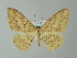 (Luxiaria mitorrhaphes - BC ZSM Lep 57277)  @14 [ ] CreativeCommons - Attribution Non-Commercial Share-Alike (2012) Axel Hausmann/Bavarian State Collection of Zoology (ZSM) SNSB, Zoologische Staatssammlung Muenchen
