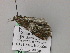  ( - BC ZSM Lep 57281)  @13 [ ] CreativeCommons - Attribution Non-Commercial Share-Alike (2012) Axel Hausmann/Bavarian State Collection of Zoology (ZSM) SNSB, Zoologische Staatssammlung Muenchen