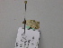  ( - BC ZSM Lep 57298)  @12 [ ] CreativeCommons - Attribution Non-Commercial Share-Alike (2012) Axel Hausmann/Bavarian State Collection of Zoology (ZSM) SNSB, Zoologische Staatssammlung Muenchen