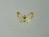  ( - BC ZSM Lep 57298)  @13 [ ] CreativeCommons - Attribution Non-Commercial Share-Alike (2012) Axel Hausmann/Bavarian State Collection of Zoology (ZSM) SNSB, Zoologische Staatssammlung Muenchen