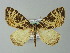  (Eustroma changiH24 - BC ZSM Lep 57307)  @14 [ ] CreativeCommons - Attribution Non-Commercial Share-Alike (2012) Axel Hausmann/Bavarian State Collection of Zoology (ZSM) SNSB, Zoologische Staatssammlung Muenchen