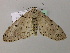  ( - BC ZSM Lep 57309)  @12 [ ] CreativeCommons - Attribution Non-Commercial Share-Alike (2012) Axel Hausmann/Bavarian State Collection of Zoology (ZSM) SNSB, Zoologische Staatssammlung Muenchen