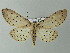  ( - BC ZSM Lep 57309)  @13 [ ] CreativeCommons - Attribution Non-Commercial Share-Alike (2012) Axel Hausmann/Bavarian State Collection of Zoology (ZSM) SNSB, Zoologische Staatssammlung Muenchen