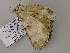  ( - BC ZSM Lep 57314)  @12 [ ] CreativeCommons - Attribution Non-Commercial Share-Alike (2012) Axel Hausmann/Bavarian State Collection of Zoology (ZSM) SNSB, Zoologische Staatssammlung Muenchen