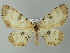  ( - BC ZSM Lep 57314)  @13 [ ] CreativeCommons - Attribution Non-Commercial Share-Alike (2012) Axel Hausmann/Bavarian State Collection of Zoology (ZSM) SNSB, Zoologische Staatssammlung Muenchen