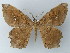  ( - BC ZSM Lep 57317)  @13 [ ] CreativeCommons - Attribution Non-Commercial Share-Alike (2012) Axel Hausmann/Bavarian State Collection of Zoology (ZSM) SNSB, Zoologische Staatssammlung Muenchen