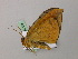  ( - BC ZSM Lep 57320)  @12 [ ] CreativeCommons - Attribution Non-Commercial Share-Alike (2012) Axel Hausmann/Bavarian State Collection of Zoology (ZSM) SNSB, Zoologische Staatssammlung Muenchen