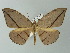  ( - BC ZSM Lep 57320)  @13 [ ] CreativeCommons - Attribution Non-Commercial Share-Alike (2012) Axel Hausmann/Bavarian State Collection of Zoology (ZSM) SNSB, Zoologische Staatssammlung Muenchen