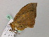  ( - BC ZSM Lep 57322)  @12 [ ] CreativeCommons - Attribution Non-Commercial Share-Alike (2012) Axel Hausmann/Bavarian State Collection of Zoology (ZSM) SNSB, Zoologische Staatssammlung Muenchen