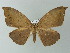  (Pseudomiza AH01Ch - BC ZSM Lep 57322)  @13 [ ] CreativeCommons - Attribution Non-Commercial Share-Alike (2012) Axel Hausmann/Bavarian State Collection of Zoology (ZSM) SNSB, Zoologische Staatssammlung Muenchen