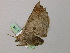  ( - BC ZSM Lep 57325)  @12 [ ] CreativeCommons - Attribution Non-Commercial Share-Alike (2012) Axel Hausmann/Bavarian State Collection of Zoology (ZSM) SNSB, Zoologische Staatssammlung Muenchen